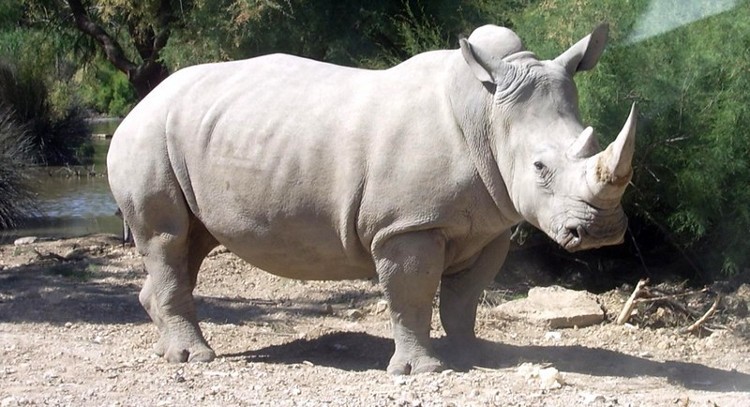 Empeora la salud de Sudan, el último rinoceronte blanco del Norte